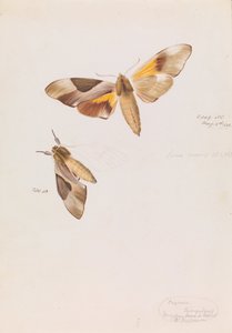 Duplafejű sólyommoly, Coequosa triangularis